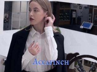 Accafinch